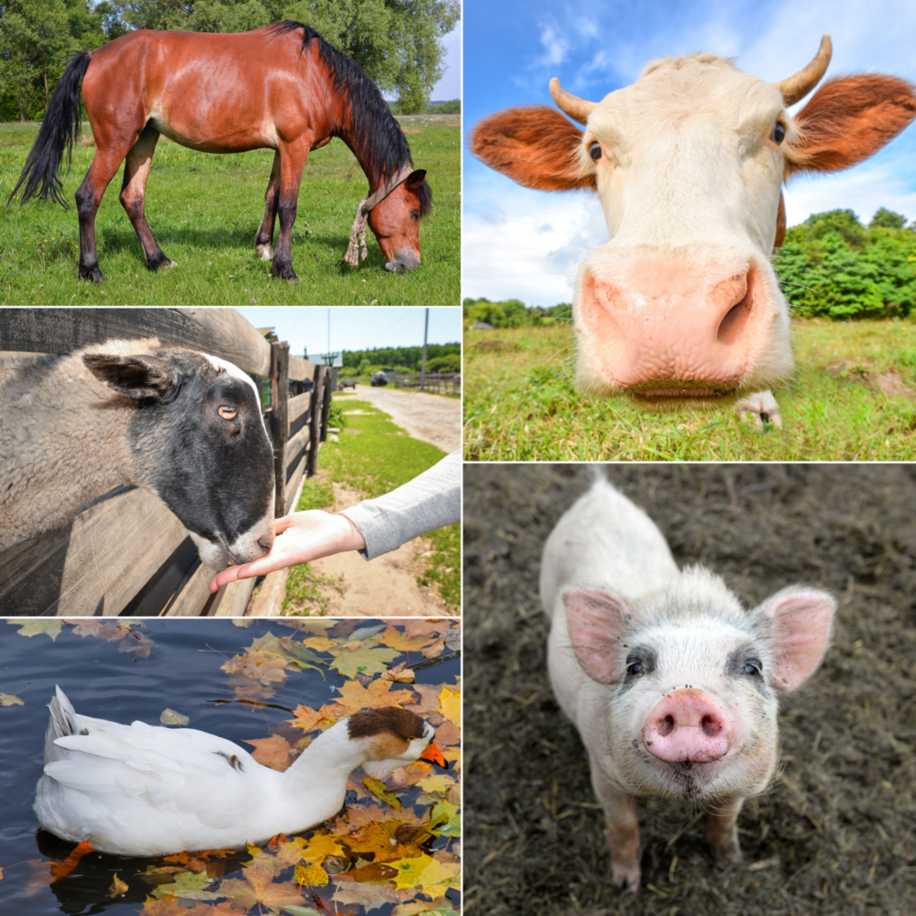 PETS / ANIMALS
