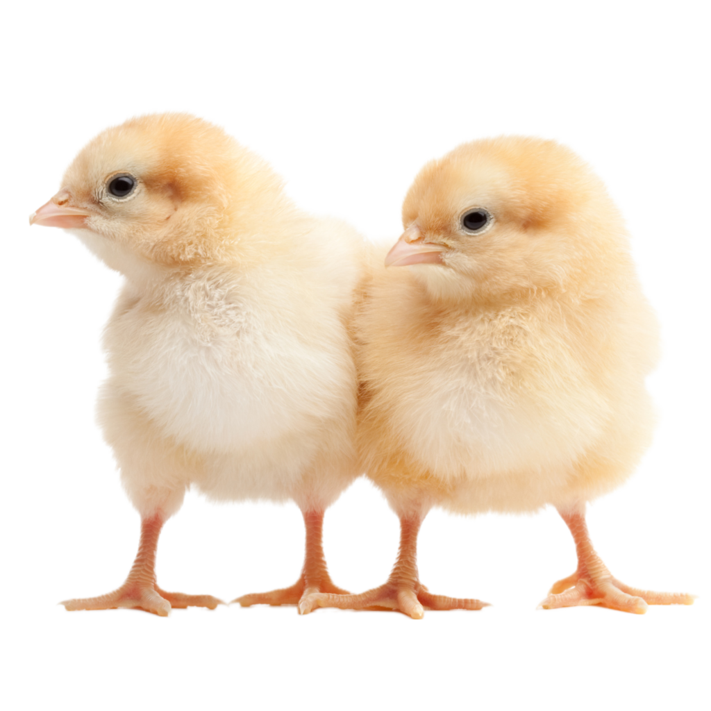 PETS / ANIMALS