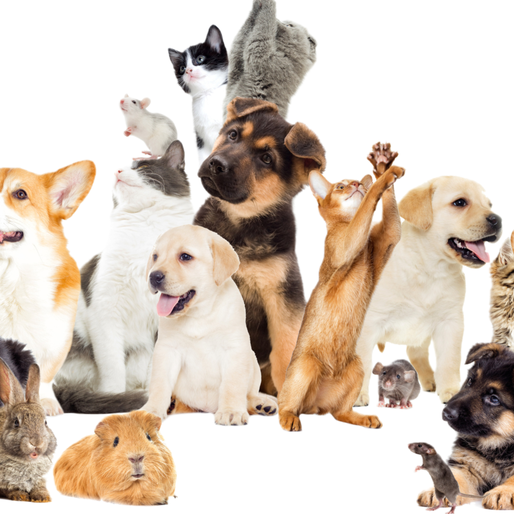 PETS / ANIMALS